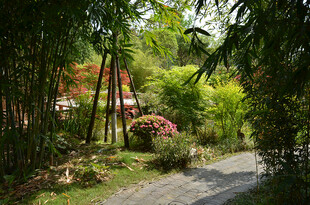 清幽竹林间的静谧小道