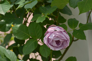 淡紫色月季花绽放