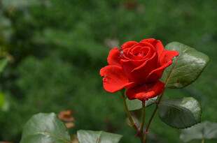 娇艳红玫瑰绽放绿叶间