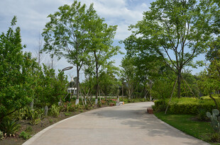 林间漫步道 绿意盎然景致