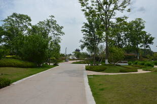 宁静公园中的林荫小道