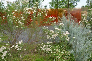 繁花绿植装点的户外景致