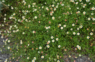 白色墨西哥飞蓬小花铺满绿色草地