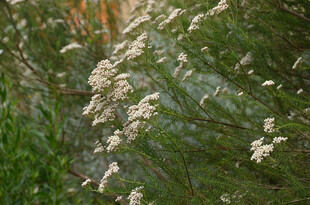 白色小花绽放于绿植间