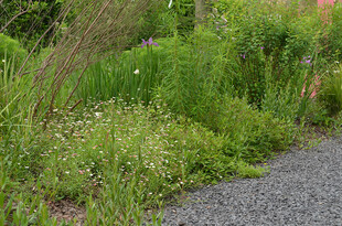 小径旁的繁茂绿植景观