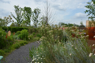 田园小径旁的繁茂绿植