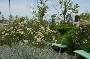 繁花绿植装点的户外景致