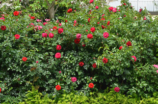 繁花盛开的艳丽玫瑰丛