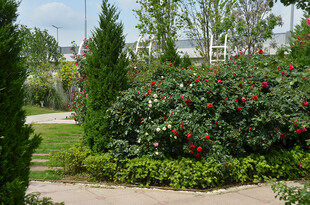 花园中的绿植与鲜艳花卉