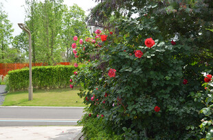 花园中盛放的鲜艳红玫瑰