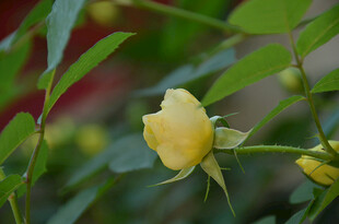 黄玫瑰绽放于绿叶间