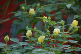 月季花苞绽放于绿叶间