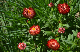 鲜艳红花绽放于绿叶间