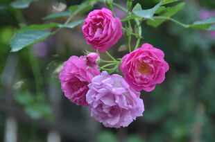 娇艳蔷薇花绽放