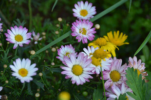多彩雏菊绽放于绿意间