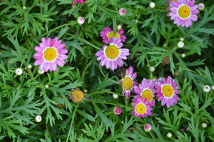 多彩雏菊绽放绿意间