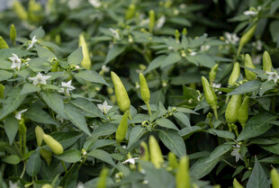 田间嫩绿辣椒植株
