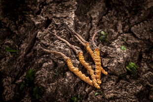鸡血藤高清摄影图素材