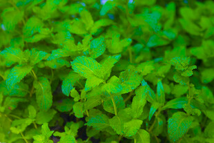 夏天茂盛的薄荷丛