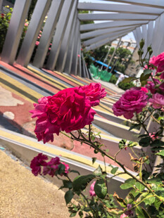 月季花