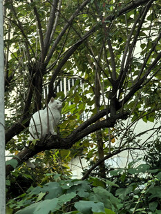 树上的白色猫咪