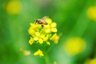 蜜蜂采蜜于黄色小花间