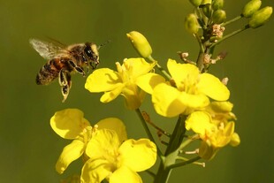 蜜蜂飞舞在黄色小花间