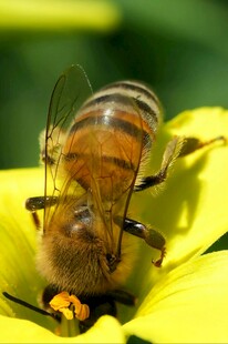 蜜蜂采蜜于黄色花朵间