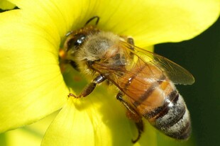 蜜蜂采蜜于黄色花朵间