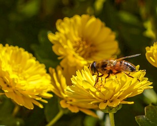 蜜蜂采蜜于黄色菊花间