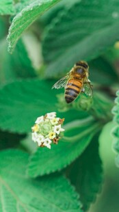蜜蜂采蜜于绿叶白花间