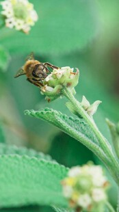 蜜蜂停驻花朵采蜜瞬间