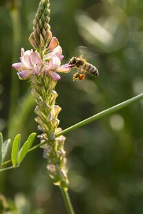 蜜蜂采蜜于粉色小花间