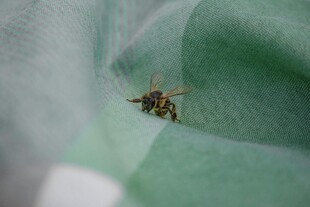 绿布上的小蜜蜂