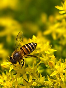 蜜蜂于黄花间忙碌采蜜