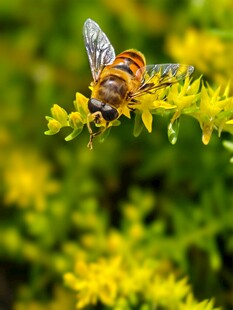 蜜蜂停留在黄色花朵上