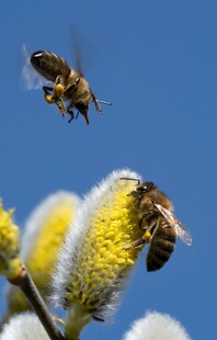 蜜蜂采蜜于银柳枝头