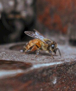 蜜蜂专注地面觅食瞬间