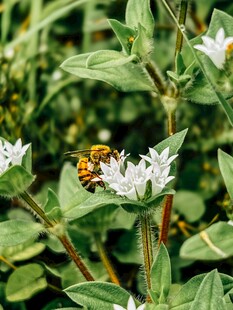 蜜蜂采蜜于白色小花间