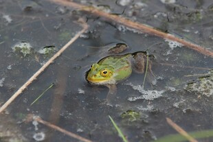 水中绿蛙
