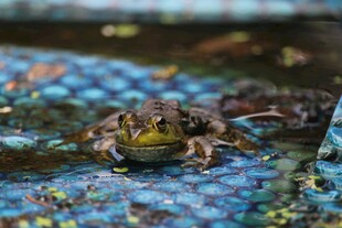 水中青蛙特写