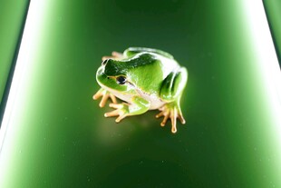 绿色青蛙于绿光背景中