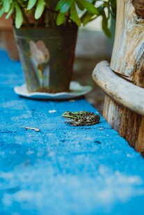 蓝色地面上的绿植与青蛙