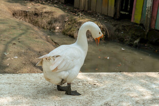 白鹅