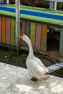 大白鹅