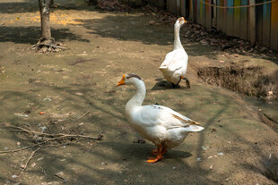 户外漫步的两只大白鹅