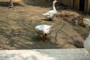 户外庭院中的几只白鹅