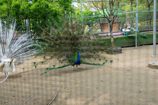 园内漫步的美丽蓝孔雀