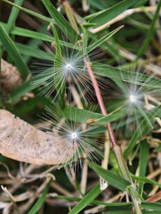 草丛中的蒲公英种子
