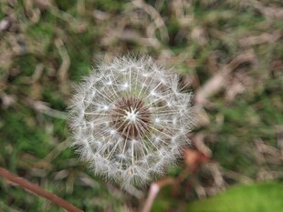 蒲公英特写